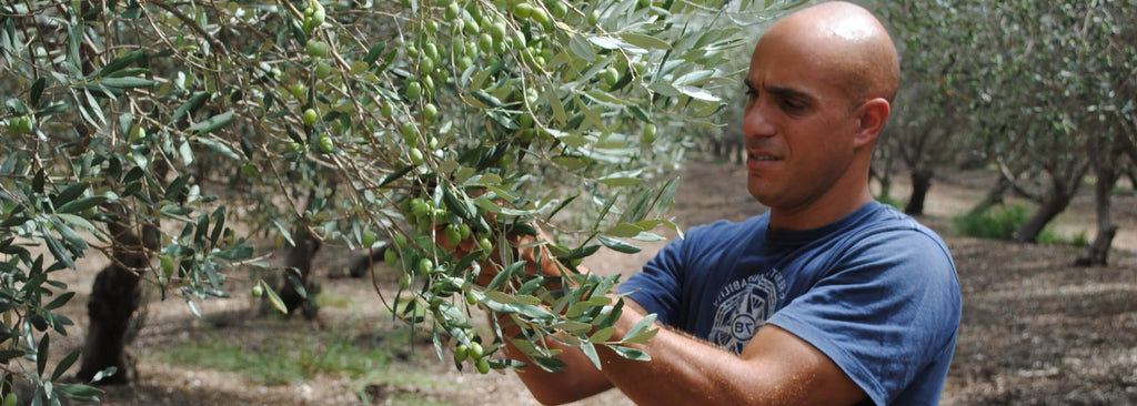 Curiosity & Insights - 5 things to know about olive's harvest and